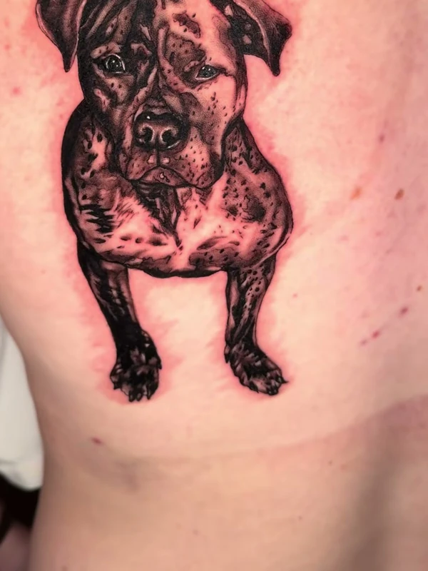 Pit bull portrait, tattooed by Jordan